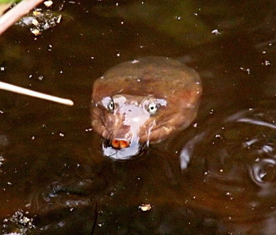 [The head of this turtle is wide and long. Two eyes--white with black centers--site atop the head. The nostril is more of a snout with two openings at the end. The mouth is closed, but can be seen extending from either side of the snout.]